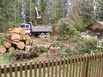 Tree Service in Kingston WA